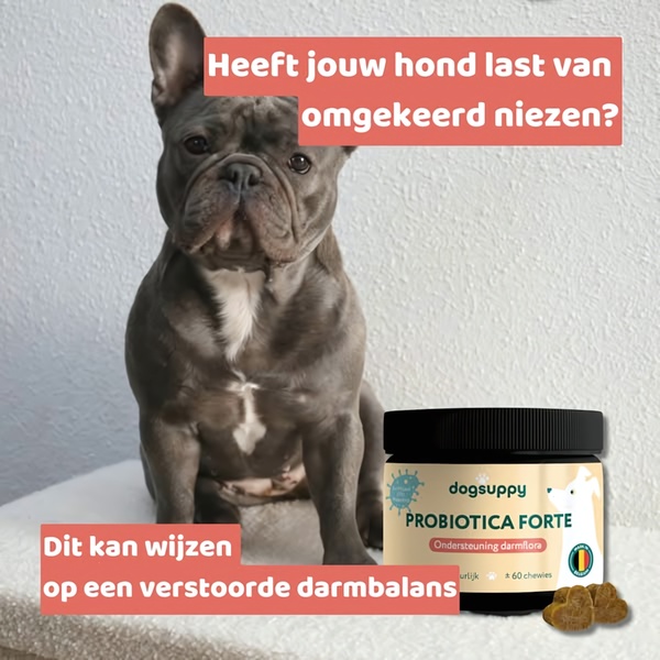 A 1:1 image advertisement featuring a dog and a dog probiotic supplement, using a problem-solution hook addressing reverse sneezing.